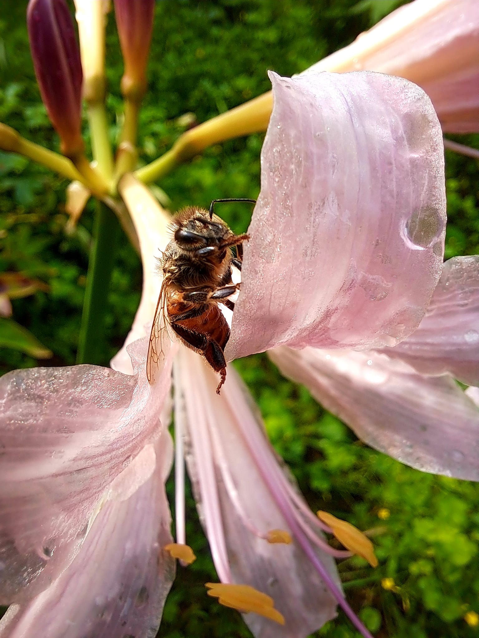 Insects & Animals – Kim Newbauer Photography